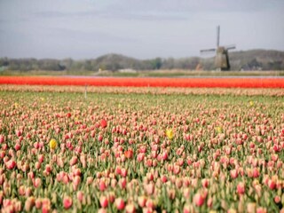 Maison de vacances Bergen (Holland) Environnement 29
