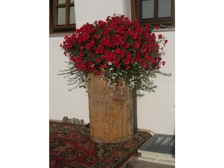 Blumen im Eingangsbereich