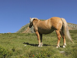 Appartamento per vacanze Vöran Ambiente 22