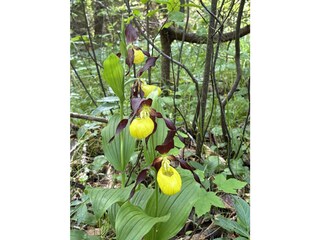 Wild Flower - 15 min to walk