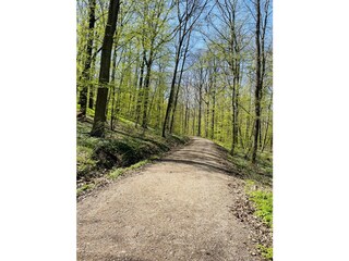 Burgstallwald