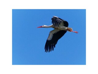 Storch