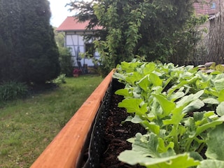 Hochbeet mit Salat zur freien Ernte