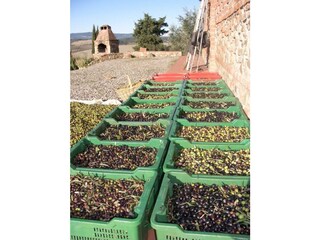 Holiday apartment Peccioli Environment 20