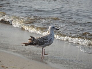 Möve am feinsandigen Strand