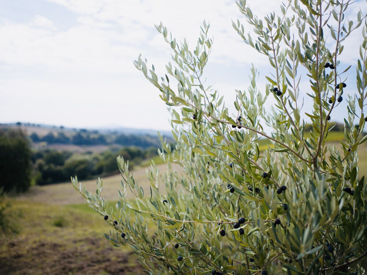 Landschaft Montini