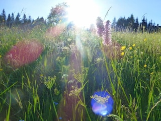 Blick auf die Bergwiesen