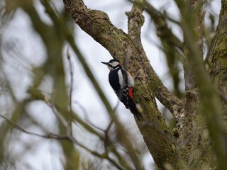 Appartamento per vacanze De Cocksdorp Ambiente 15