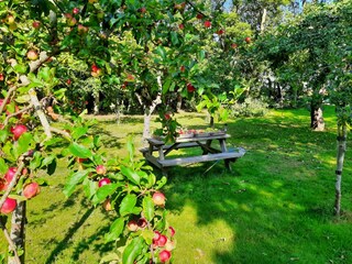 fruit orchard on site