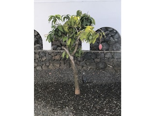 Mangobaum im Vorgarten