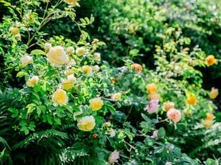 Mit wunderschönen Rosen...