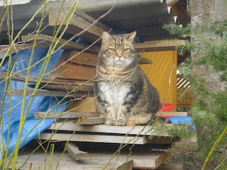 unser lieber Kater Rocky