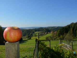 biologisches Obst und Gemüse sind bei uns zu erwerben