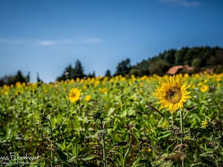 Sommer ist einfach herrlich