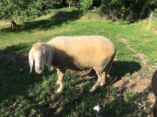 unsere Schafe fühlen sich sehr wohl