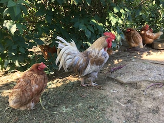 gegen ein frisches Hühnerei ist nichts einzuwenden