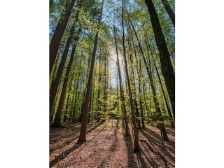 im Wald zur Ruhe kommen