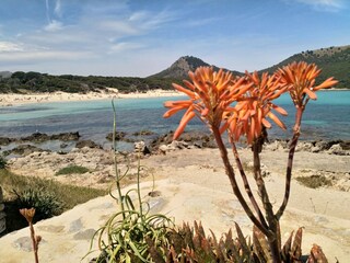 Appartamento per vacanze Cala Ratjada Ambiente 19