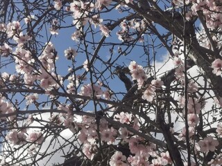 Appartamento per vacanze Cala Ratjada Ambiente 20