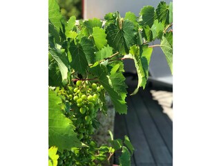 Villa Ile Rousse Entorno 22