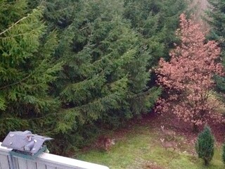 Vakantieappartement Monschau Buitenaudio-opname 8