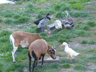 Appartement Schönsee Enregistrement extérieur 5