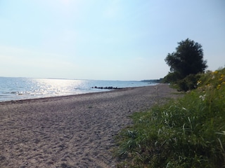 Hundestrand am Morgen