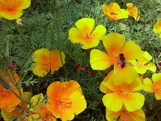 Natur im Garten