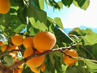 Vakantiehuisje Abtenau Buitenaudio-opname 18