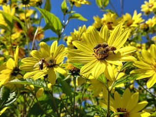 Leuchtend gelbe Sonnenblumen und Wildkräuter im Garten.