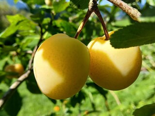 Frische Äpfel und Pflaumen direkt vom Baum genießen.