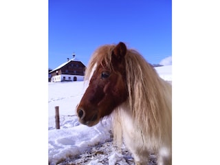 Mini Pony für Kinder im Winter