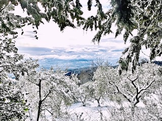 Oliven im Schnee