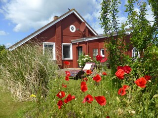 Der Mohn blüht...
