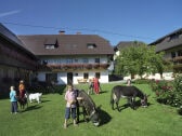 Bauernhof Perhinig, Kinder mit Eseln