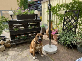 Bungalow Darlingerode Außenaufnahme 7