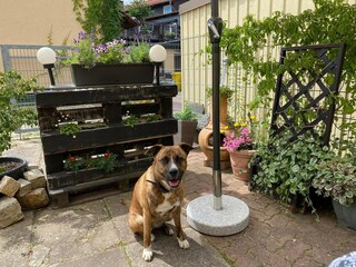 Bungalow Darlingerode Buitenaudio-opname 6