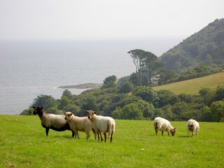 Fields Talland Bay