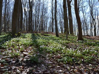 Wald hinterm Haus