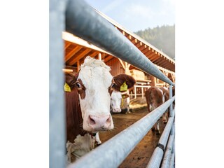 Boerderij Altenmarkt Buitenaudio-opname 11