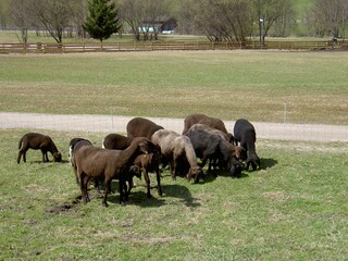 Appartamento per vacanze Neustift im Stubaital Ambiente 23