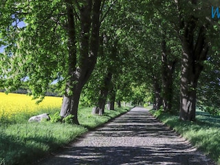Allee zum Jagdschloss Granitz