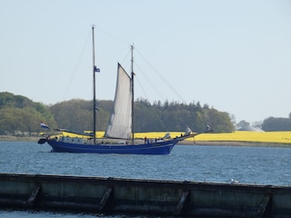 Segler auf der Schlei