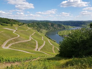 Die Mosel mit ihren Weinbergen bei Piesport