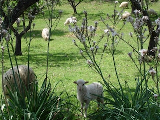 Holiday apartment Urtaca Document 26