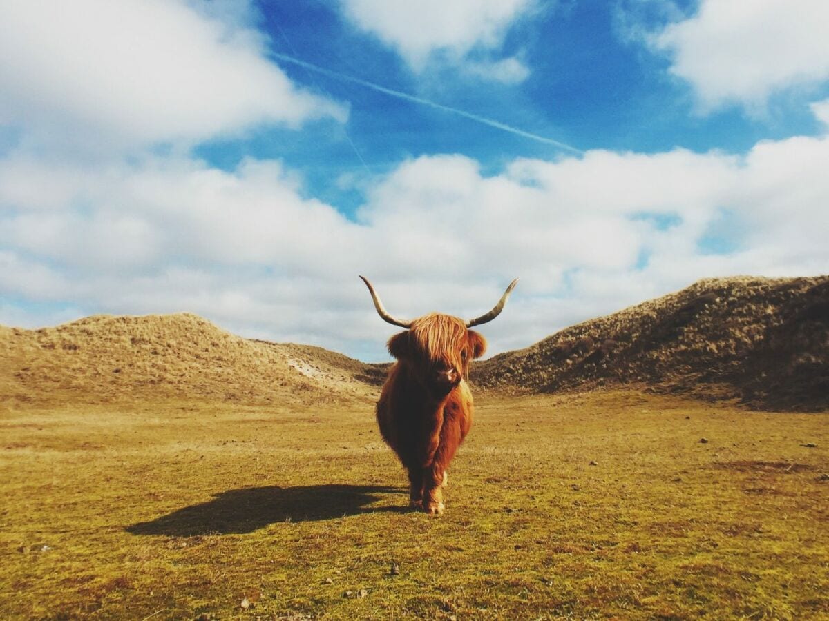 In die Dünen von Zandvoort