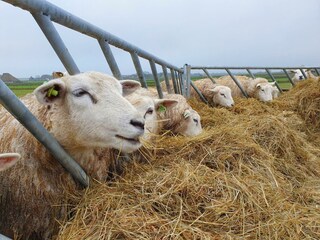 Bungalow De Koog Ambiente 25