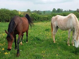 Type de propriété : Ferme Sauvigny Environnement 31