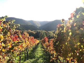 Weinberge im Herbst