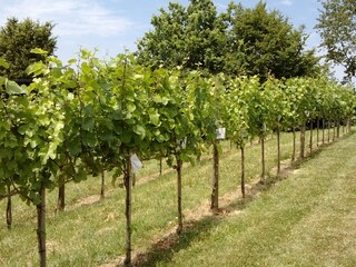 Casa per le vacanze Fehring Ambiente 17